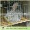 wire mesh commercial rabbit cage 12 and 24cells