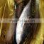 300-500g Frozen bonito tuna fish