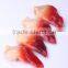 Shellfish Frozen Surf Clam Meat Best Season