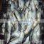 frozen horse mackerel