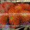 Leucospermum