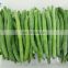 High Quality BRC Certified Wholesale IQF Frozen Green Bean Whole