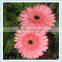 Gerbera type Fresh Gerbera cut flowers and stem part wholesale