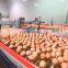 automatic chicken egg collector for chicken farm