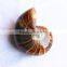 Huge Natural Conch Ammonite Fossil for Decoration