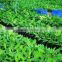 Tissue Culture Banana Plants - Sheel Biotech Limited