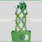 18 stems braided lucky bamboo bonsai tree dracaena sanderiana indoor aquatic feng shui plants nursery garden decoration