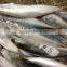 New Stock BQF WR Frozen Fish Mackerel 150g