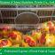 sweet fresh tangerine/mandarin orange /lugan/Lokan/ponkan on sale