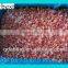 FROZEN DICED RED PEPPER