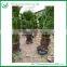 Large Cycas Plants