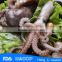 HL0099 frozen baby octopus in octopus flower shape exporters