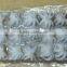 FRESH FROZEN BABY OCTOPUS FROM ALO SEAFOOD Co.,