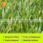 50mm bi-color high quality artificial football lawn