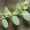 Superior Quality Phyllanthus niruri Powder Sale