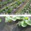 Ground Cover Fabric