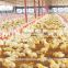 2015 new hot sale Chicken farming for chickens/broiler with Good price