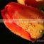 Top quality Polyester inkjet canvas for rose flower painting designs