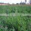 high quality alfalfa seeds with competitive price