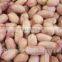 Supply Chinese Peanut Kernels Long for Sales
