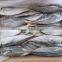 25cm+ Horse Mackerel (Trachurus japonicus)