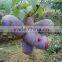 High Yield Fruit Seeds For Sale Holboellio Latifolia Wall Seeds For Cultivation Become Rich Fruit Seeds