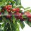Planting 2016 New cherry seeds for your own delicious cherry fruit trees