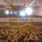 High performance automatic broiler chicken farming equipment