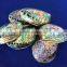 polished abalone shell Haliotis Iris for crafts