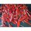 Red Pepper