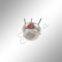 supply Pyroelectric Infrared Radial Sensor--D204S