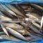 Fresh Frozen Mackerel Fish, Seafrozen Mackererl for Sale 2015