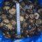 Shiitake in brine, cap 2-4cm, 95% closed caps, stem 2cm