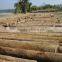 0.3mm Gurjan Veneer for india market