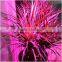 Full spectrum LED Grow lights 10W E27 LED Grow lamp bulb for Flower plant Hydroponics system AC 85V 110V 265V grow bo 1Pcs/lots