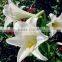 People lovest best selling lily flowers product best choice flowers