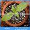 Bulk Expanded Perlite Suppliers,Horticultural Perlite for Sale
