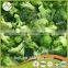 delicious health chinese frozen fresh frozen broccoli have a good sale in bulk