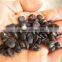 2016 Newest Purple Magnolia Seeds Mulan Tree Seeds For Planting