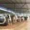 Cow Dung Manure Scraper with German Siemens Control System for Pig,Chicken,Cow,Goat Farm