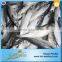 Frozen Live Fish Horse Mackerel