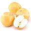 exporter of fresh fengshui pear from china