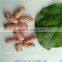 2015 crop long shape light speckled kidney beans