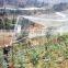 Anti- bird plastic netting in agriculture
