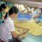 High quality Vietnam cashew nut