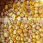 Best Quality Manufacture Price Canned Whole Kernel Sweet Corn