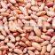 High Quality Canned Pinto Beans in Brine 2014