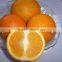New Fresh Navel orange Price with Good Quality