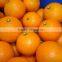 Best price Fresh Navel Orange