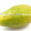 GMP Manufacturer Supply Papaya Extract Powder